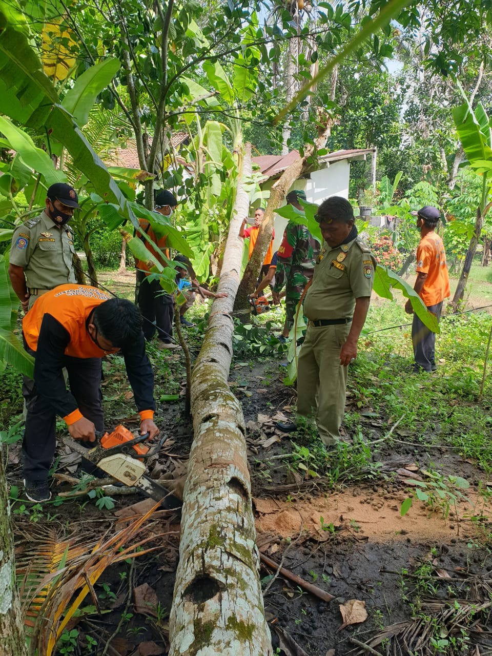 Penanganan dan Evakuasi Pohon Tumbang di Desa Bongkot Kecamatan Purwodadi