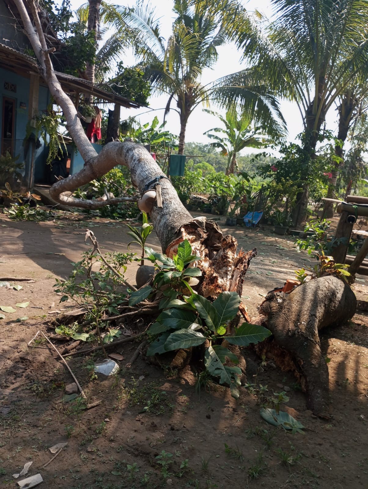 Penanganan Bencana Pohon Mete tumbang  menimpa rumah warga di Desa Jogoboyo