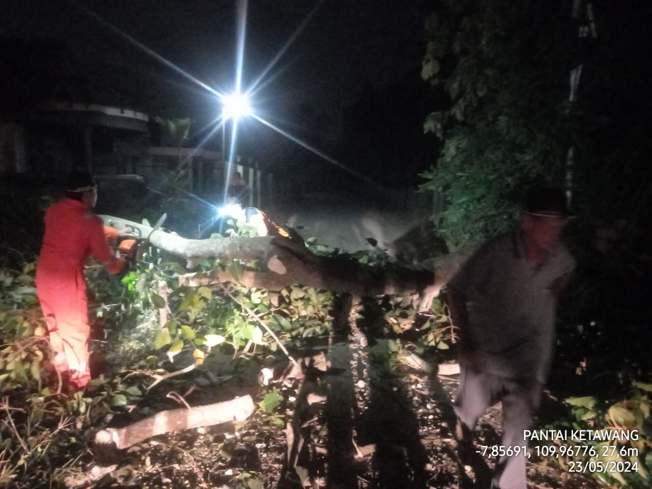 Penanganan Pohon  kemiri yang tumbang di Desa Kentengrejo, Kecamatan Purwodadi