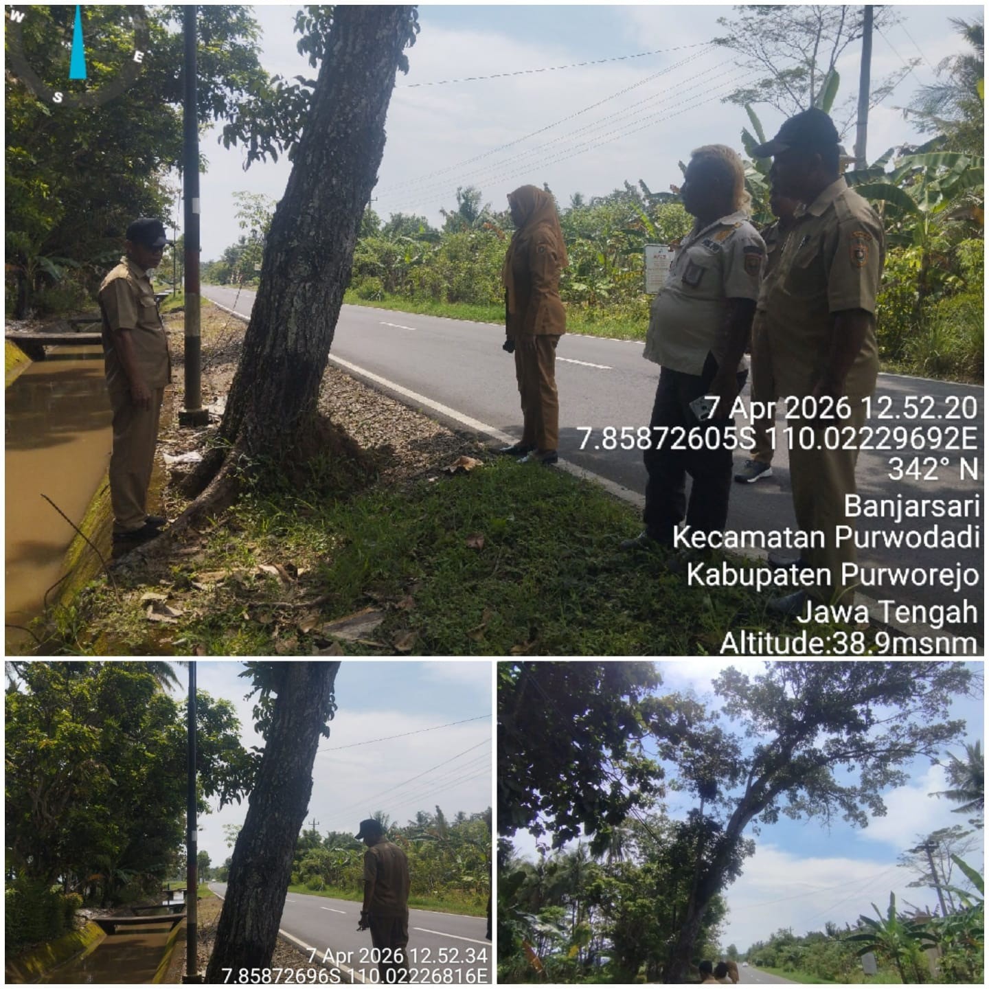 Monitoring Pohon Mahoni Rawan Tumbang di Desa Banjarsari